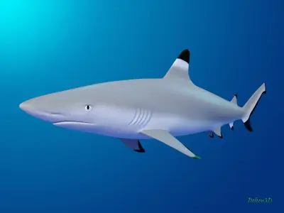 Blacktip Reef shark 3D model