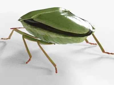 4k Stink bug 3D model