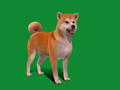 Japanese Shiba Inu Dog Free 3D model