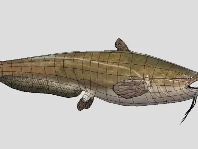 Catfish Realistic Animated Low-poly 3D model