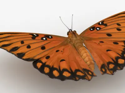 Gulf Fritillary 3D model