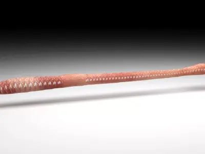 Straight Earthworm 3D model