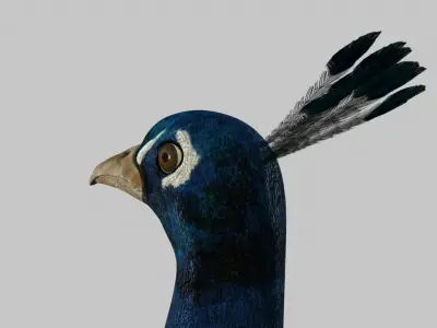 Peacock Rigged and Animation 3D model