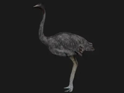 Emu and Ostrich birds 3D model