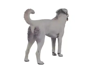 Akbash Dog Low-poly 3D model