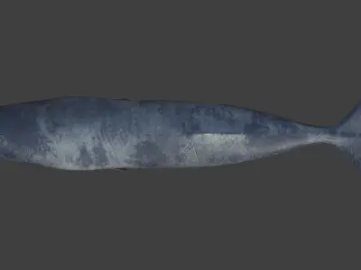 Sperm Whale Low-poly 3D model