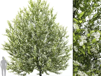 Prunus padus 01H6m 3D model