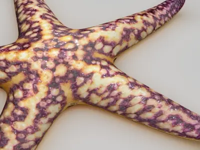 Starfish Sea star Low-poly 3D model