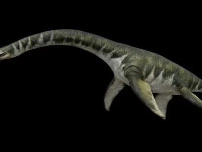 Zarafasaura - Plesiosaurs Elasmosaurs Low-poly 3D model