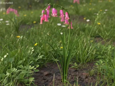 Campanula Bellflower Plant with Arching Stem Pink 3D model