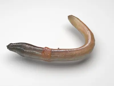 Earthworm 3D model