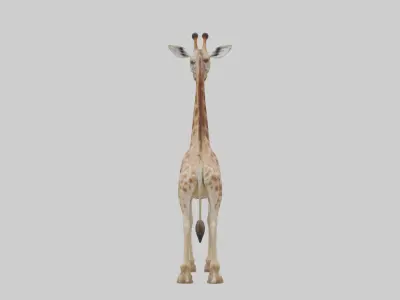 Masai giraffe Low-poly 3D model