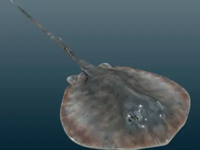 Stingray Fish Rig Low-poly 3D model