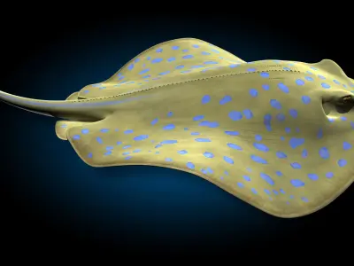 Blue-spotted Stingray 3D model