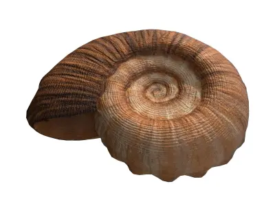 Photorealistic lowpoly shell  Low-poly 3D model