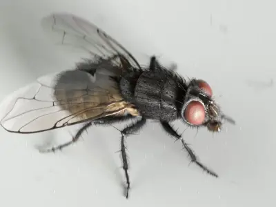Housefly rigged and animated for Cinema 4d 3D model