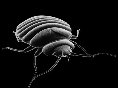 BedBug bed bug 3D model