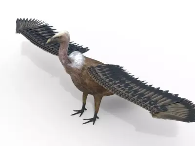 Vulture Bird Rigged 3d model Free 3D model