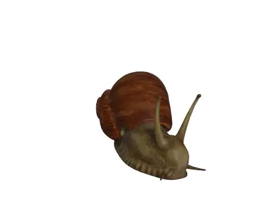 Garden Snail Low-poly 3D model