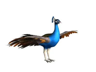 Peacock Rig Low-poly 3D model