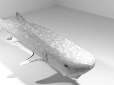 Shark - Whaleshark 3D model