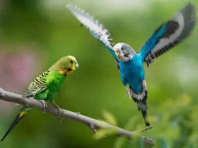 Budgerigar Animated VFX Grace 3D model