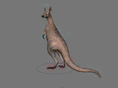 kangaroo australia wallabie red hop outback marsupial  3D model