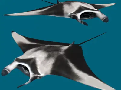 Manta Ray 8K- 3d animated 3D model