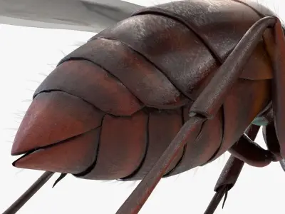 4K Honey Bee Low-poly 3D model