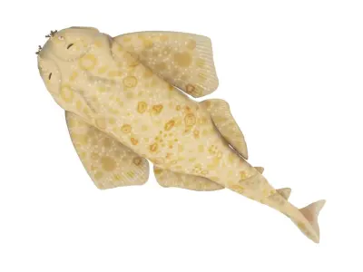 Angel Shark 3D model