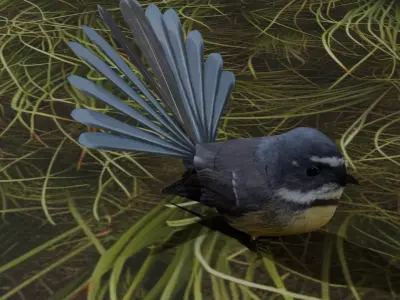 New Zealand fantail Bird Piwakawaka Low-poly 3D model