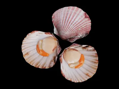 Scallop shellfish Low-poly 3D model
