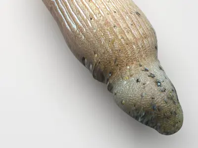 Peanut Worm 3D model