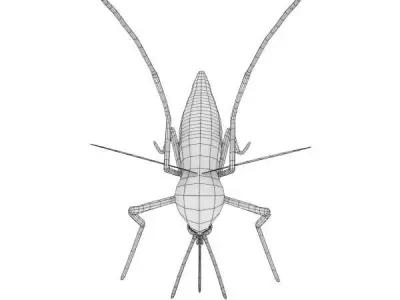Aedes Aegypti Low-poly 3D model