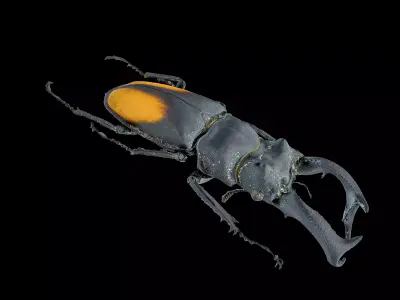 Hexarthrius Parryi Paradoxus Male 3D model