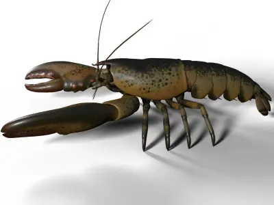 lobster crayfish 3D model