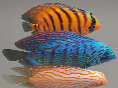 Discus fish 3D model