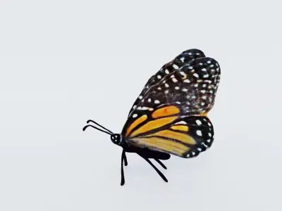 Butterfly Free 3D model