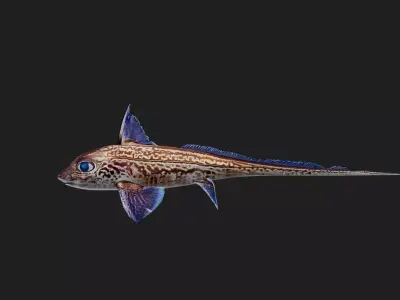 Rabbitfish Low-poly 3D model