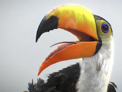 Toco Toucan 3D model