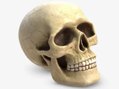 Skull 5 3D model