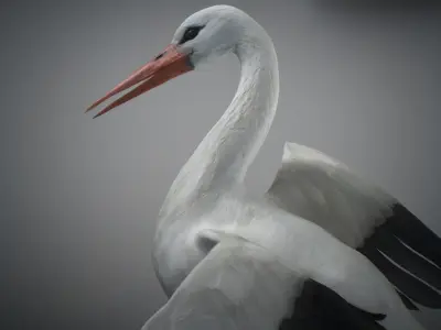 Animated Stork 3D model