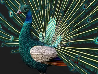 Peacock V1E 3D model