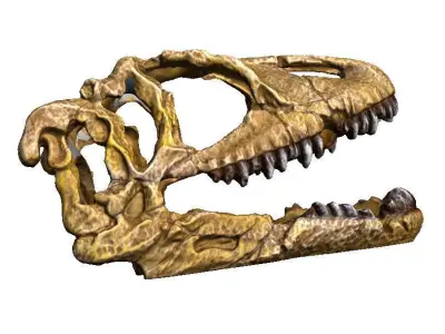 dinosaur skull 2 3D print model