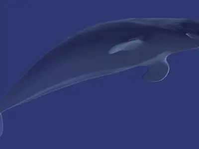 Beluga dolphin 3D model