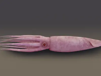 Squid Animated Low-poly 3D model