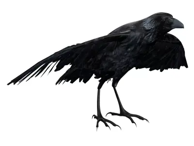 Raven Rigged  Low-poly 3D model