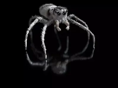 European Zebra jumping spider-Highpolygon 3D model fullsize  3D model