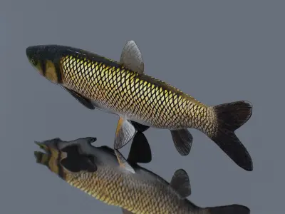 Grass Carp Low-poly 3D model