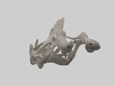 Hippo Pelvis Low-poly 3D model
